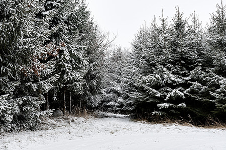 森林和树木 冬季下雪 云层覆盖环境天空童话公园降雪植物群假期旅行木头气候图片