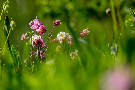 青草中的粉红农村花朵草地园艺花园花粉季节牧场场地环境荒野花瓣图片