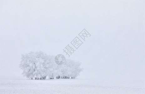 温冬弗罗斯特萨斯喀彻温编队季节冷冻白霜水晶风景图片