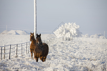 温冬弗罗斯特萨斯喀彻温季节冷冻水晶白霜牧场风景编队图片