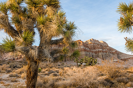 红崖自然保护区红岩峡谷 加利福尼亚州 以Joshua树为主岩石红色天空地质学图层风景沙漠侵蚀公园编队图片