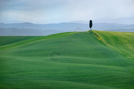 意大利托斯卡纳的孤树图片