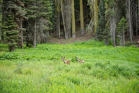 加利福尼亚州塞科亚国家公园草地鹿森林植物公园国家山脉树干木头动物绿色图片