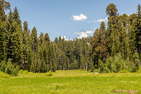 加利福尼亚州塞科亚国家公园新月Meadow木头公园风景山脉国家红杉草地植物森林绿色图片