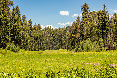 加利福尼亚州塞科亚国家公园新月Meadow森林风景红杉植物木头国家公园山脉绿色草地图片