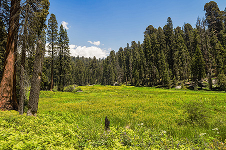 加利福尼亚州塞科亚国家公园新月Meadow植物国家绿色森林风景山脉红杉树干草地公园图片