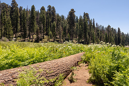 加利福尼亚州塞科亚国家公园新月Meadow堕落树木图片