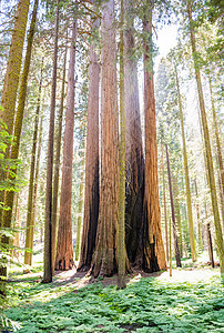 加利福尼亚州塞科亚国家公园巨型seqouias的龙头巨杉红木红杉公园蕨类山脉风景森林国家木头图片