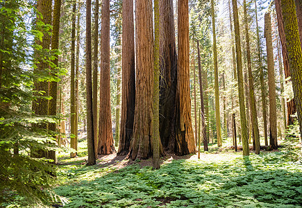 加利福尼亚州塞科亚国家公园巨型seqouias的龙头森林公园巨杉木头风景植物红木树干山脉红杉图片