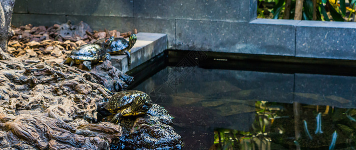 水面的黄瓜滑板海龟肖像 还有另外两个本底的海龟 来自美洲河流的热带宠物图片