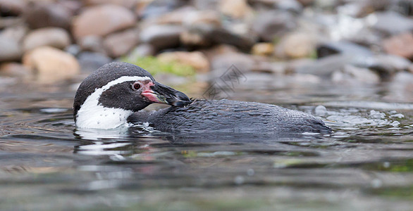 Humboldt企鹅俘虏水禽游泳生物戒指水池环状荒野鸟类数字图片