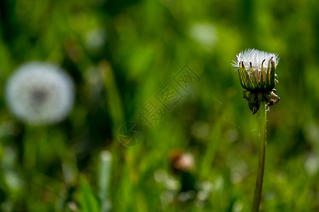 绿色草地上的白花朵牧场花园场地植物群园艺环境荒野农村植物花瓣图片