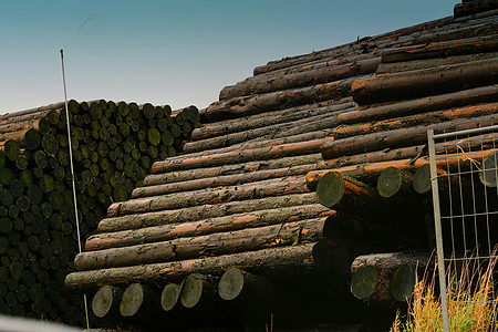 堆在木材储存场的木柴树干晴天季节商业库存太阳森林贮存环境问题农业图片