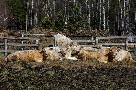拉脱维亚在养殖场的农场牛群图片