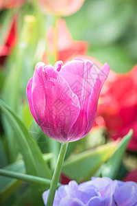 美丽的郁金香花束 色彩多彩的郁金香 自然背景公园蓝色植物阳光季节场地叶子花园射线太阳图片