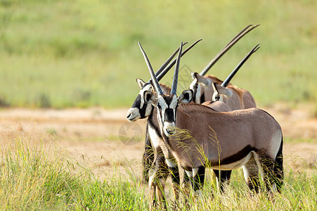 Gemsbok 卡拉哈里的奥里克斯瞪羚动物牛角野生动物公园动物群哺乳动物荒野沙漠羚羊国家图片