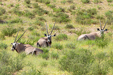 Gemsbok 卡拉哈里的奥里克斯瞪羚牛角哺乳动物食草荒野野生动物沙丘羚羊衬套公园动物图片