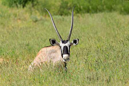 Gemsbok 卡拉哈里的奥里克斯瞪羚跨境动物群公园沙漠沙丘衬套野生动物哺乳动物荒野国家图片