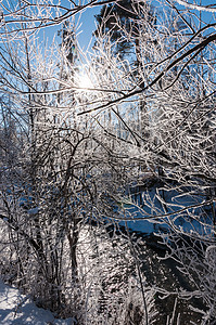 白雪覆盖的树枝对着光阳光场景分支机构晴天背光耀斑光线季节景观太阳图片