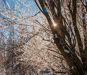 白雪覆盖的树枝对着光太阳光线阳光森林光线季节白色公主景观天气背光图片