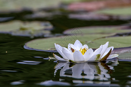 白水在水中滴满百合植物群植物公园情调季节环境花园绿色花瓣反射图片