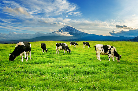 在日本藤山前的绿地上吃红草的牛群村庄公园牛奶旅行农田旅游土地牛肉农业奶制品图片