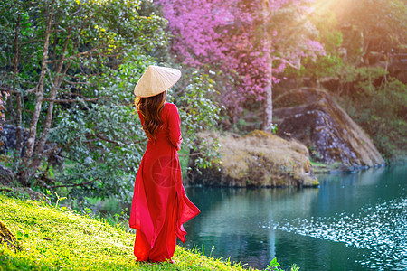穿着越南文化的妇女 在樱花花园中传统女孩城市花园裙子旅行帽子樱花女性女士公园图片