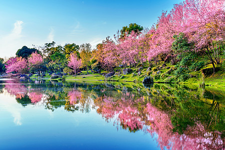美丽的樱花树在春天开花树木风景植物植物学蓝色天空樱花花园场景小路图片