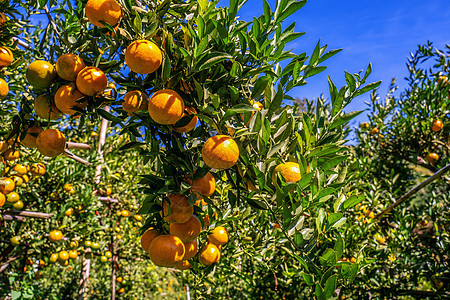 橙色花园 橘子树 在花园农业种植园果园晴天热带叶子农作物园丁生产生长图片