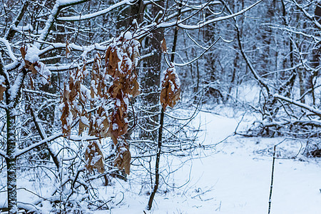 森林冬天的冬季 棕橡树叶挂在树枝上 白雪覆盖着树枝 而树林背景中图片