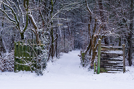 美丽的冬季森林景观 开着一扇木门 白雪林风景图片