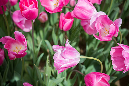 春天的郁金地花朵美丽的郁金香粉色花园场地花瓣植物活力公园绿色叶子植物群图片