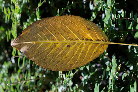 一个单独的干叶子在观视中植物学植物群花园森林季节绿色生长植物季节性环境图片