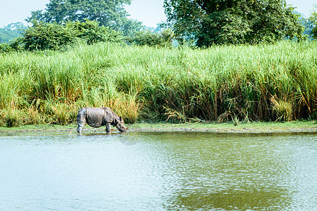 印度卡齐兰加国家公园的印度独角犀牛 在尼泊尔奇特旺国家公园也发现了幼年大独角犀牛野生动物物种湿地自然公园野外动物池塘沼泽濒危自然图片