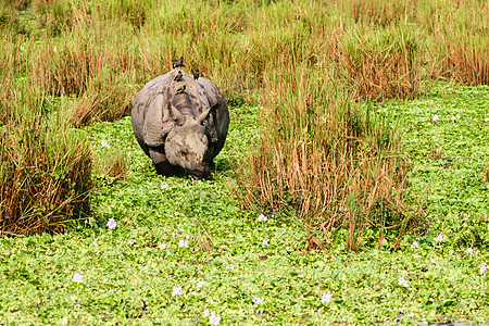 尼泊尔奇特旺国家公园的幼年大独角犀牛 独角犀牛 也发现于印度卡齐兰加国家公园环境问题地方裂谷物种保护区自然保护区旅游环境野生动物图片