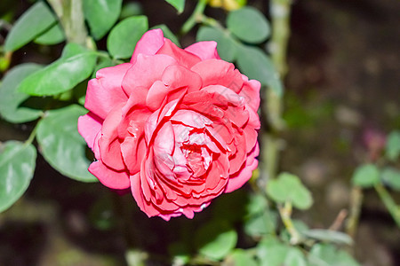 花园里美丽的玫瑰花 热带花园中的玫瑰 红玫瑰 粉红玫瑰背景 可爱的粉红玫瑰 玫瑰花卉图案 玫瑰鲜花花束 花园玫瑰 红玫瑰图片