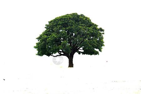 在白色背景的美丽的棕榈树 来自印度加尔各答的美丽树木 适用于建筑行业的设计或装饰环境植物学力量树干生长横截面生态橡木影棚生活图片