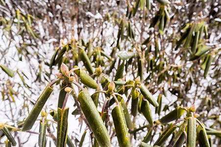 冬天 绿色植物的叶子在雪中生长 圣诞树枝在多雪的环境中一个冬天阳光灿烂的日子背景 在锡金花谷 你好春天 再见冬天概念公园阳光针叶图片