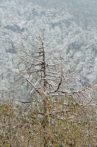 冬天的山地冷杉林 寒冷的冬天 阳光明媚的日子里 白雪和冰霜在林木上结霜 在非常寒冷的冬日清晨的乡村景观针叶山顶公园海拔山脉高山森图片