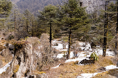 冬天 冷杉森林被群山环绕 冬天山上的冷杉树覆盖着白雪 风景 森林植物林地荒野天空松树爬坡岩石风光旅游仙境图片