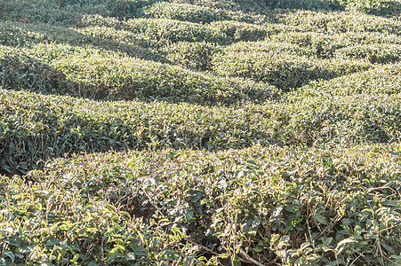 茶园的浮雕景观 在印度大吉岭附近 绿茶是一种在全世界范围内广受欢迎的饮料图片