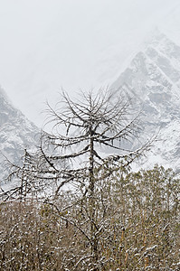 雪覆盖光秃秃的树在冬天与山在背景中 侧面文本的空白复制空间 自然旅游背景 概念图片