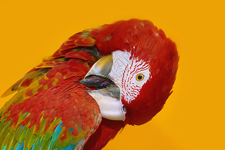 Macaw 鹦鹉鸟类金刚鹦鹉羽毛动物群背景账单黄色图片