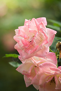 花园里的玫瑰花日光情人植物群粉色花瓣玫瑰树叶绿色图片