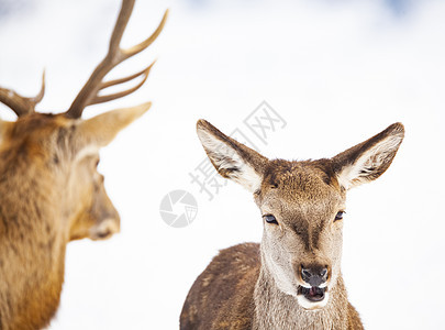 冬雪中的狍和高贵的鹿雄鹿男性季节白尾森林荒野喇叭动物场地警报毛皮图片