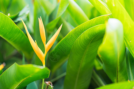 天堂花鸟鹦鹉花热带花园植物群园艺橙子热带雨林黄花丛林叶子图片