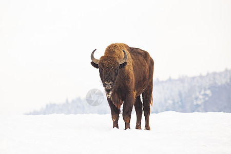 冬季自然生境中的欧洲野牛动物木头季节羊毛动物群红利草原场地国家森林图片