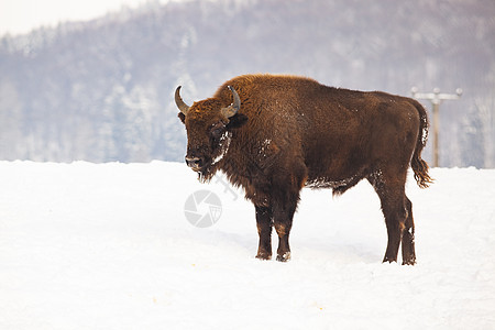 冬季自然生境中的欧洲野牛草原国家野生动物红利奶牛濒危木头哺乳动物男性季节图片