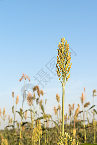 Sorghum或Millet油田种子面粉种植园食物叶子小麦收成谷物场地糯米图片