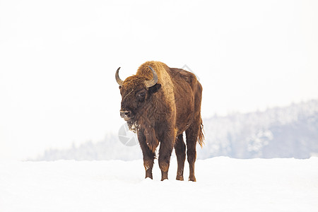 冬季自然生境中的欧洲野牛野生动物红利濒危森林羊毛哺乳动物荒野喇叭场地奶牛图片